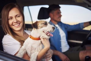 Tips para que viajes con tu perro en carro por Colombia